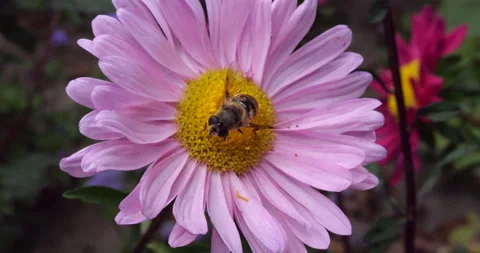A bee on pink chrysanthemum. Summer macro shooting. Stock Footage 207186305