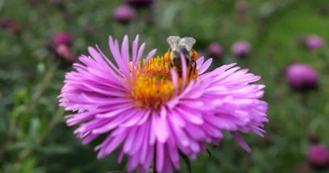 A bee on pink chrysanthemum. Summer macro shooting. Stock Footage 207205499