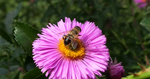 A bee on pink chrysanthemum. Summer macro shooting. Stock Footage 207205994