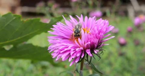 A bee on pink chrysanthemum. Summer macro shooting. Stock Footage 207206976