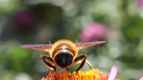 	A bee on pink chrysanthemum. Summer macro shooting. Stock Footage 207208194