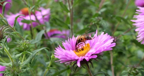 	A bee on pink chrysanthemum. Summer macro shooting. Stock Footage 207209152