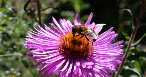 	A bee on pink chrysanthemum. Summer macro shooting. Stock Footage 207209659