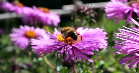 	A bee on pink chrysanthemum. Summer macro shooting. Stock Footage 207210293
