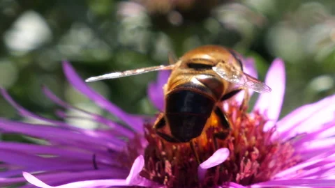 A bee on pink chrysanthemum. Summer macro shooting. Stock Footage 207210485
