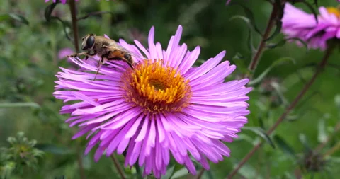 A bee on pink chrysanthemum. Summer macro shooting. Stock Footage 207210665