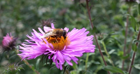A bee on pink chrysanthemum. Summer macro shooting. Stock Footage 207211414