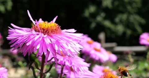 A bee on pink chrysanthemum. Summer macro shooting. Stock Footage 207213467