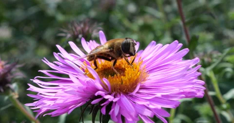	A bee on pink chrysanthemum. Summer macro shooting. Stock Footage 207215541