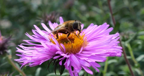 A bee on pink chrysanthemum. Summer macro shooting. Video stock 207215707
