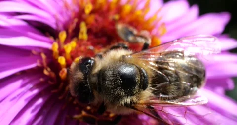 A bee on pink chrysanthemum. Summer macro shooting. Video stock 208918190