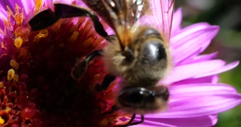 A bee on pink chrysanthemum. Summer macro shooting. Video stock 208918246