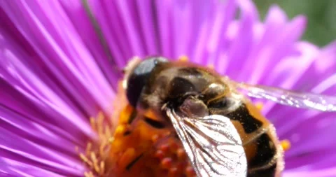 A bee on pink chrysanthemum. Summer macro shooting. Video stock 208922184
