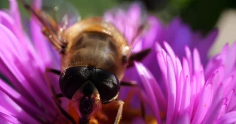 A bee on pink chrysanthemum. Summer macro shooting. Video stock 208922687