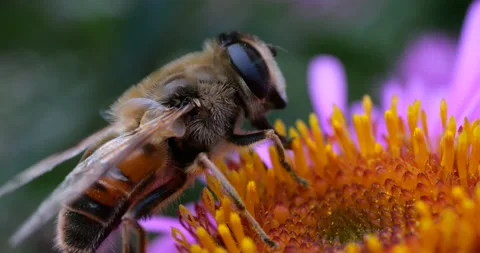 A bee on pink chrysanthemum. Summer macro shooting. Video stock 208922801
