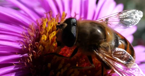 A bee on pink chrysanthemum. Summer macro shooting. Video stock 208922915