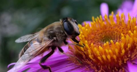 A bee on pink chrysanthemum. Summer macro shooting. Video stock 208923024
