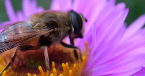 A bee on pink chrysanthemum. Summer macro shooting. Video stock 208923513