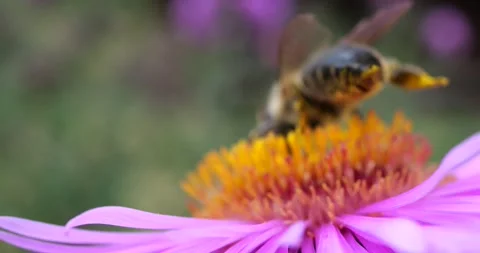 A bee on pink chrysanthemum. Summer macro shooting. Video stock 208923697