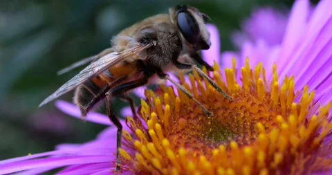 A bee on pink chrysanthemum. Summer macro shooting. Video stock 208923882