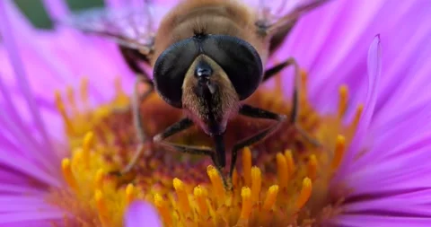 A bee on pink chrysanthemum. Summer macro shooting. Video stock 208923883