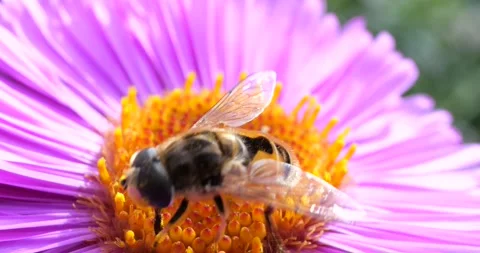 A bee on pink chrysanthemum. Summer macro shooting. Video stock 208924008