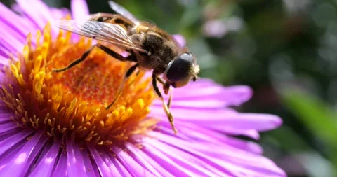 A bee on pink chrysanthemum. Summer macro shooting. Video stock 208924264