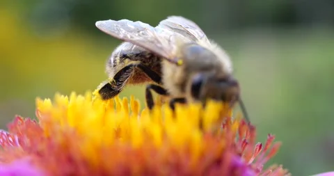 A bee on pink chrysanthemum. Summer macro shooting. Video stock 208924409