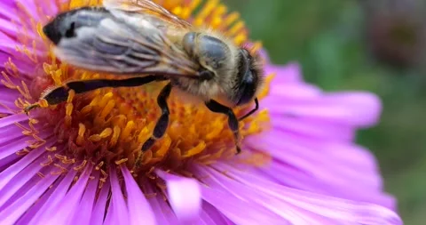 A bee on pink chrysanthemum. Summer macro shooting. Video stock 208924473