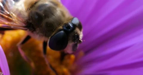 A bee on pink chrysanthemum. Summer macro shooting. Video stock 208924629