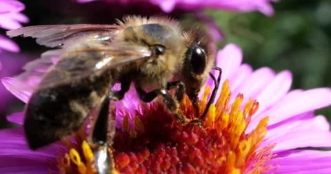 A bee on pink chrysanthemum. Summer macro shooting. Video stock 208924672