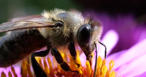 A bee on pink chrysanthemum. Summer macro shooting. Video stock 208924756