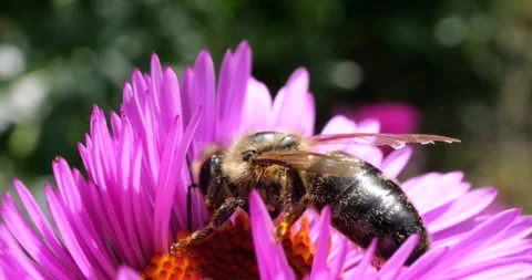 A bee on pink chrysanthemum. Summer macro shooting. Video stock 208924795