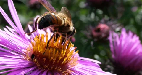 A bee on pink chrysanthemum. Summer macro shooting. Video stock 208924914