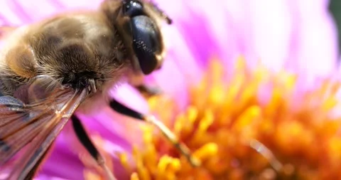 A bee on pink chrysanthemum. Summer macro shooting. Stock Footage 208924955
