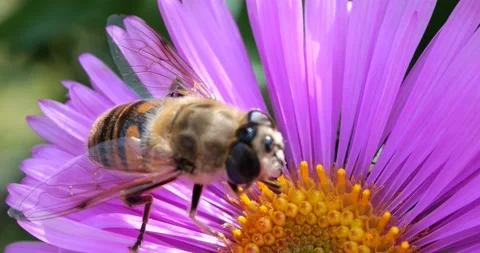 A bee on pink chrysanthemum. Summer macro shooting. Stock Footage 208925032