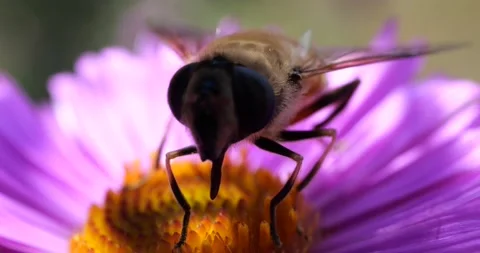 A bee on pink chrysanthemum. Summer macro shooting. Video stock 208925033