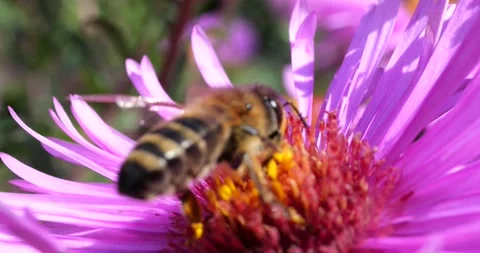 A bee on pink chrysanthemum. Summer macro shooting. Video stock 208925042