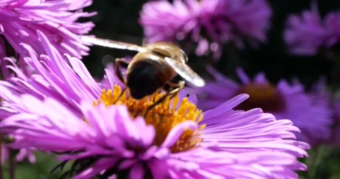 A bee on pink chrysanthemum. Summer macro shooting. Stock Footage 208925296