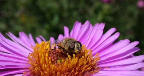 A bee on pink chrysanthemum. Summer macro shooting. Stock Footage 208925899
