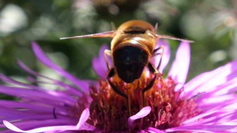 A bee on pink chrysanthemum. Summer macro shooting. Stock-Footage 212435268