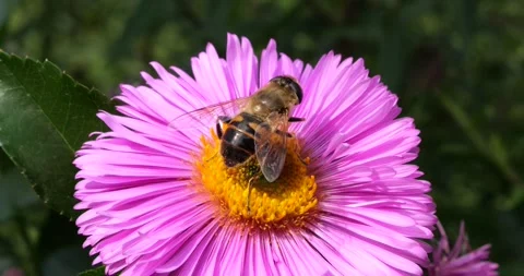 A bee on pink chrysanthemum. Summer macro shooting. Stock Footage 220604236
