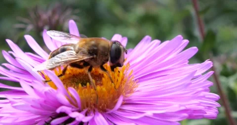 A bee on pink chrysanthemum. Summer macro shooting. Stock Footage 220604240