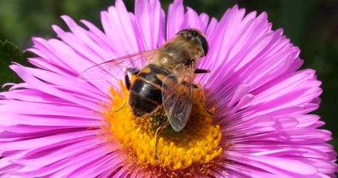 A bee on pink chrysanthemum. Summer macro shooting. Stock Footage 220604241