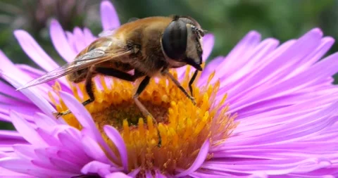 A bee on pink chrysanthemum. Summer macro shooting. Stock Footage 220604379