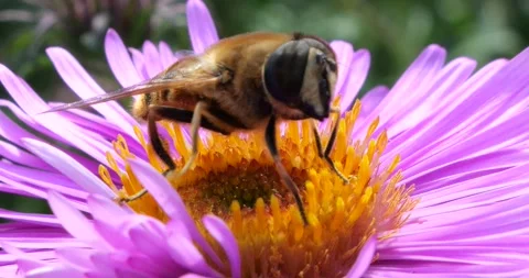 A bee on pink chrysanthemum. Summer macro shooting. Stock Footage 220604422