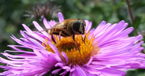 A bee on pink chrysanthemum. Summer macro shooting. Stock Footage 220604428