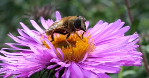A bee on pink chrysanthemum. Summer macro shooting. Stock Footage 220604429