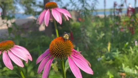 Bee on a pink coneflower Stock Footage 249849403