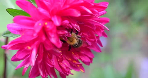 Bee on a pink dahlia. Summer macro shooting.	 Stock Footage 207188196